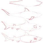 aprender a dibujar un tiburón